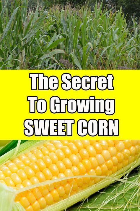 How To Grow Sweet Corn, Gardening Carrots, Growing Sweet Corn, Grow Corn, Gardening Infographic, Survival Garden, Crop Farming, Growing Corn, Florida Gardening