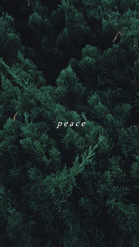 Wallpaper Forest Green, Peace Wallpaper, Wallpaper Forest, Green Quotes, Writing Quotes, Just Me, Desktop Wallpaper, Forest Green, Forest