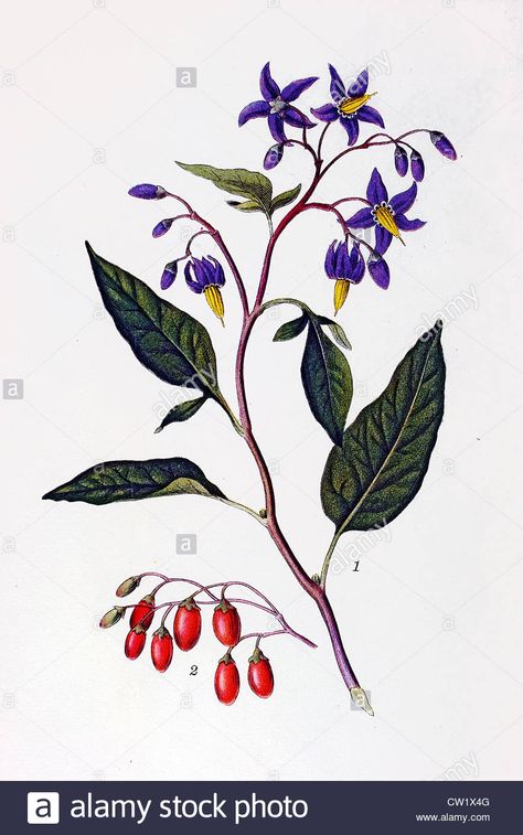 The bittersweet nightshade, Stock Photo Bittersweet Flower Drawing, Bittersweet Flower Tattoo, Posion Flowers Tattoo, Deadly Night Shade Flower Tattoo, Posion Flowers, Nightshade Flower Drawing, Night Shade Flower Tattoo, Deadly Nightshade Drawing, Nightshade Illustration