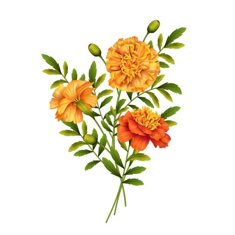 Marigold Flowers, Iphone Wallpaper Classy, Calendula Flower, Acrylic Painting Lessons, Marigold Flower, Flower Sketches, Flower Watercolor, Plant Drawing, Flowers Design