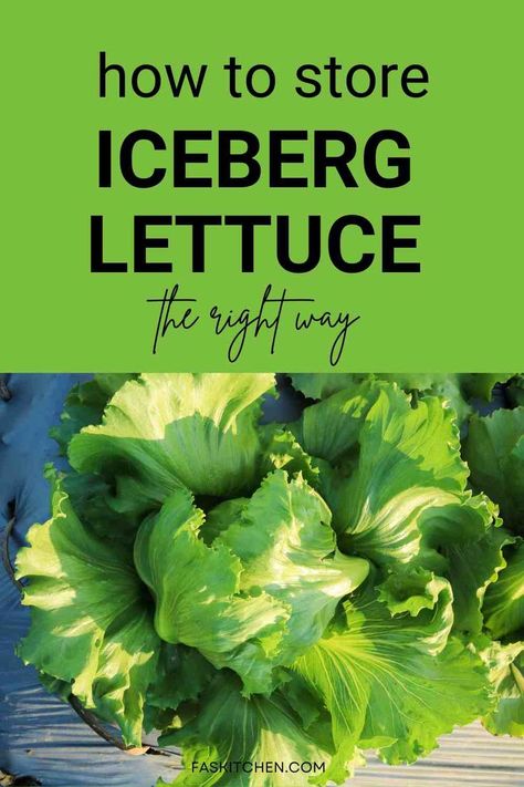 A Pinterest pin featuring a collage of Iceberg lettuce leaves and informative text. Learn about the nutrition, benefits, and culinary uses of Iceberg lettuce. Discover expert tips on buying and storing this crisp and flavorful green. Perfect for enhancing salads and dishes with fresh, vibrant ingredients. #IcebergLettuce #LettuceGuide #HealthyEating Best Way To Keep Lettuce Fresh, How To Preserve Lettuce In The Fridge, How To Store Lettuce In Fridge, Best Way To Store Lettuce, Keep Lettuce Fresh Longer How To Store, Lettuce Storage How To Store, Fresh Lettuce Recipes, How To Keep Lettuce Fresh, Best Way To Store Lettuce In Fridge