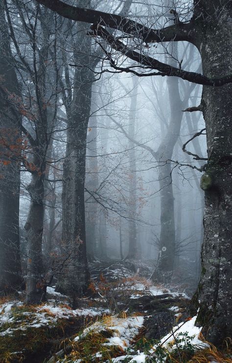 Late Autumn is a photograph by Elena Salminen. Misty day in the forest. Source fineartamerica.com Beautiful Forest, Forest Photography, Walk In The Woods, Tree Forest, Winter Forest, Magical Forest, Nature Landscape, Nature Aesthetic, Winter Landscape