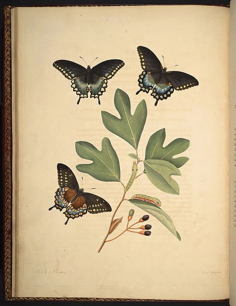 Sassafras Black Swallowtail butterfly (Papilio troilus ilioneus), on Sassafras tree (Sassafras albidum). Hand-colored engraving by John Abbot (1751-1840) - The natural history of the rarer lepidopterous insects of Georgia, volume 1, Tab 3 (1797). Spicebush Swallowtail, Sassafras Tree, Missouri Botanical Garden, Swallowtail Butterfly, Butterfly Drawing, Wild Plants, Scientific Illustration, Tree Tattoo, The Natural