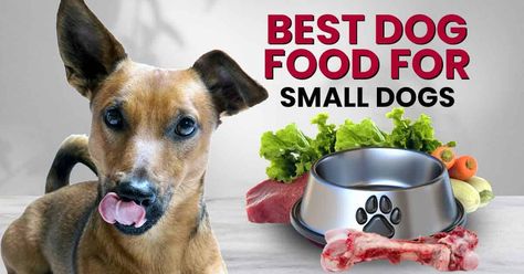 How To Choose The Best Dog Food For Small Dogs - Dogs Naturally Best Dry Dog Food, Best Dog Food Brands, Spoiled Pets, Eat Less, Dog Food Brands, Raw Dog Food Recipes, Raw Diet, Puppy Stuff, Raw Food Diet