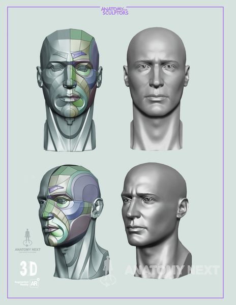 Head & Neck Anatomy book sample page Anatomy Learning, Neck Anatomy, Study Anatomy, 3d Anatomy, Head Anatomy, Facial Anatomy, Face Anatomy, Anatomy Sculpture, Anatomy Models