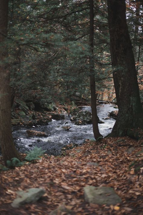 Creek Pics, Woodland Stream, Rushing Water, Natural Scenes, Forest Stream, Kelly Smith, Whispering Pines, Wild Nature, Cabins In The Woods