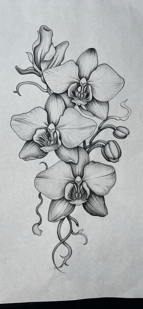 Purple Orchid Drawing, Flower Drawing Reference Photo, Orchid Pencil Drawing, Drooping Flowers Drawing, Orchid Mandala Tattoo, Orchid Sleeve Tattoo, Orchid Vine Tattoo, How To Draw Orchids, Cattleya Orchid Drawing