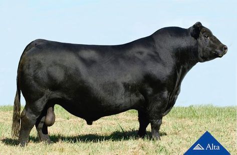 Wagyu Cow, Cloven Hooves, Angus Bull, Show Cows, Angus Cattle, Aberdeen Angus, Cattle Farm, Cattle Breeds, Cow Pictures