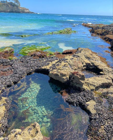 Rock Pool Aesthetic, Tide Pool Aesthetic, Tidepool Aesthetic, Oceanography Aesthetic, Seacore Aesthetic, Fauna Marina, Tidal Pool, Tide Pool, Pretty Landscapes