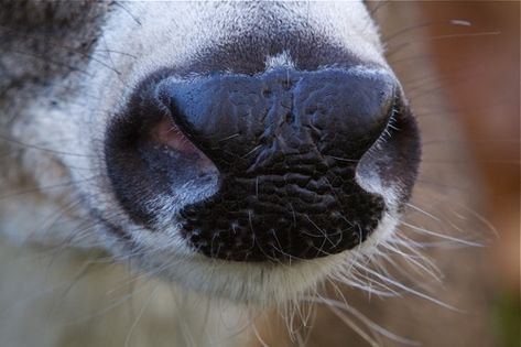 Deer Nose, Deer Head Photography, Whitetail Deer Taxidermy, Whitetail Deer Photography, Deer Tail, Deer Eyes, Bas Relief Art, Whitetail Deer Pictures, Deer Photography