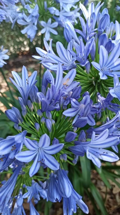 Cherry Core, Agapanthus Africanus, Flowers Garden, Days Of The Year, Wedding Things, 6 Pack, Flower Garden, Cherry, Collage