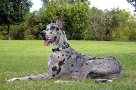 A Beautiful Blue Merle Great Dane Grey Great Dane, Blue Merle Great Dane, Merle Great Danes, Dane Puppies, Psy I Szczenięta, Working Dog, Dogs Breeds, Great Dane Puppy, Dane Dog