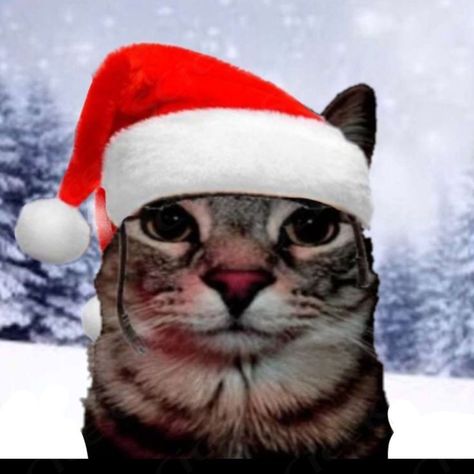 #cat #noel #pp #santa Silly Christmas Cat, Christmas Cat Icon, Cursed Christmas Images, Padoru Pfp, Christmas Pfp Funny, Zazu Cat, Pp Cat, Cat With Christmas Hat, Christmas Cat Memes