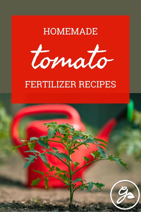 Discover organic tomato fertilizing solutions that are quick, easy, and almost free to make – yet contain all the essential nutrients your plants need. Tomato Fertilizer Homemade, Tomato Fertilizer, Natural Recipes, Video Garden, Organic Tomatoes, Fun Signs, Water Wise, Sustainable Garden, Growing Tomatoes