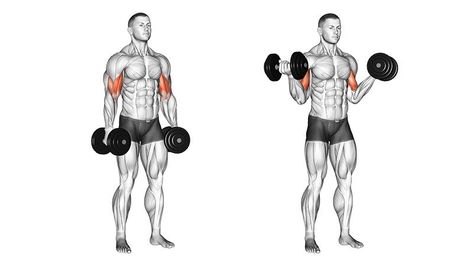 The Best Biceps Workout for Muscular Arms - The Trend Spotter Muscular Arms, Best Biceps, Shoulder Workout Routine, Yoga Muscles, Hip Hop Wallpaper, Biceps Brachii, Dumbbell Exercises, The Trend Spotter, Dumbbell Curls