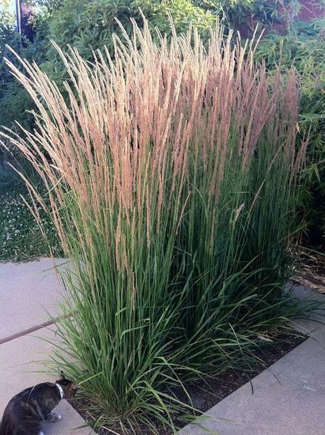 Big Planters Outdoor Ideas, Karl Forester, Ornamental Grasses For Shade, Ornamental Grass Landscape, Tall Ornamental Grasses, Feather Reed Grass, Shade Grass, Privacy Plants, Ornamental Grass