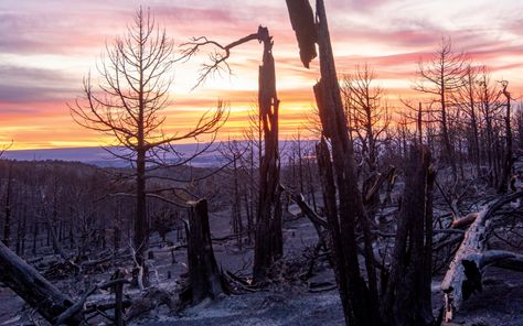 Man Vs Nature, Trees In The Forest, Without Warning, Colorado Plateau, Save Our Earth, Great Basin, Bureau Of Land Management, Land Management, Forest Floor