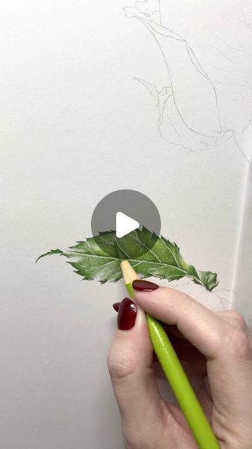 4,130 likes, 60 comments - emmatildesleybotanicalart on December 17, 2020: "I forgot to upload this one a few weeks ago, so here it is. The process of a Rose leaf in coloured pencil. Drawn on @strathmoreart 400...". How To Color Leaf Colour Pencil, Colored Pencil Leaves, Coloured Pencil Tutorial, Oil Pencil Drawing, Painting Ideas With Pencil, Leaves Color Pencil, Painting With Pencil Colour, Rose Leaves Drawing, Pencil Colour Art Drawings