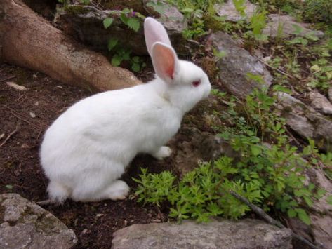 New Zealand White Rabbits | Heritage Grove Academy Homeschool New Zealand Rabbits, Meat Rabbits, Rabbit Pictures, Homestead Ideas, White Rabbits, Rabbit Baby, Organic Living, White Meat, Wearing A Hat