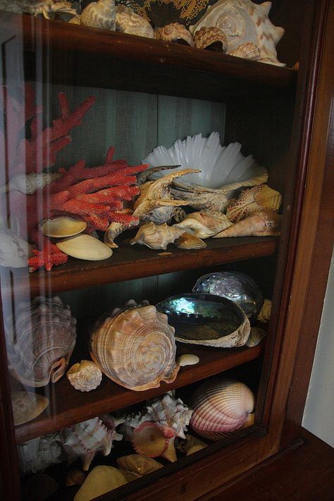 Large Shell Display Ideas, Sea Shell Display, Sea Shell Collection, Shells Collection, San Vitale, Seashell Collection, Ravenna Italy, Shell Display, Shell Collection