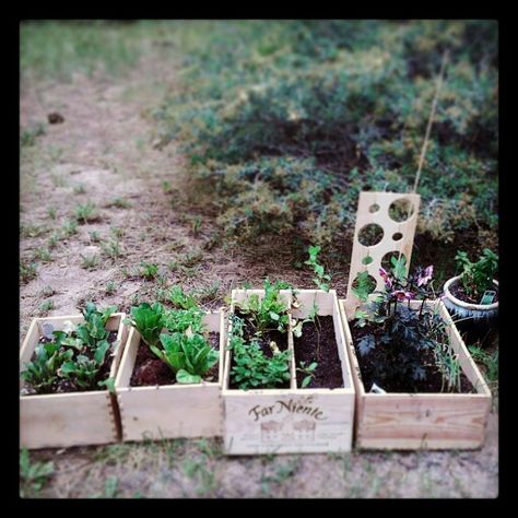 wine box apartment  garden Wine Box Garden, Gardens For Small Spaces, Box Apartment, Mushroom Goddess, Gardening Apartment, House Jungle, Terrace Gardening, Creative Project Ideas, Apartment Gardening