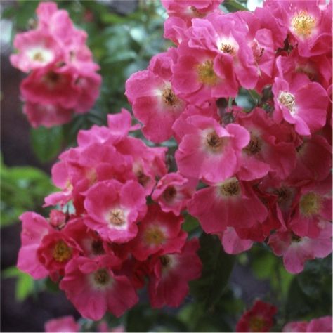 It's easy to find what you're looking for with our Plant A-Z, covering everything from Cornish plants to sub-tropical specimens that love mild climates. Flower Dome, Rose Bushes, Dale Carnegie, Climbing Plants, Human Nature, Rose Garden, Garden Flowers, The Horizon, My Flower