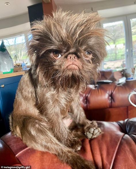 Brussels Griffon Dog, Brussel Griffon Dogs, Griffin Dog, Brussels Griffon Puppies, Brussel Griffon, Abby Jimenez, Brussels Griffons, Funny Animal Art, Grumpy Dog