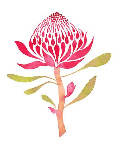 Illustration of a Waratah flower Fiori Art Deco, Waratah Flower, Protea Art, Australian Flowers, Australian Native Flowers, Blue Pottery, 자수 디자인, Flower Illustration, Watercolor Cards