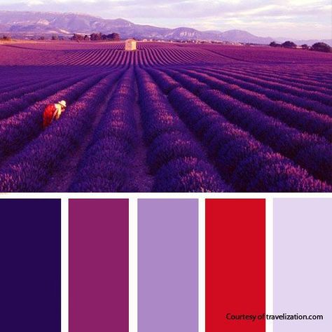 Purple Succulent Wedding, Bathroom Colors Schemes, Wedding Color Schemes Summer, Ideas For Painting, Purple Palette, Purple Color Schemes, Purple Succulents, Purple Color Palettes, Bathroom Color Schemes