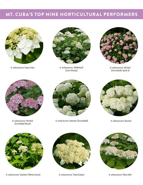 Lacecap hydrangeas take top marks in Mt. Cuba Center trial - Nursery Management When To Trim Limelight Hydrangea, Tardiva Hydrangea, Invincibelle Mini Mauvette Hydrangea, Hydrangea Species, Incrediball Hydrangea, Early Evolution Hydrangea, Mophead Hydrangea, Lace Cap Hydrangea, Lime Rickey