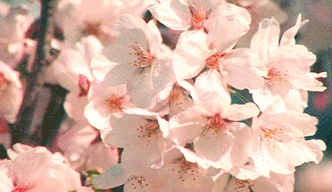 Flower Gifs Images - Best Animations Flower Aesthetic Gif, Cherry Blossom Gif, Spring Gif, Flowers Animated, Peony Petals, Aesthetic Gifs, Only Aesthetic, Water Aesthetic, Aesthetic Flower