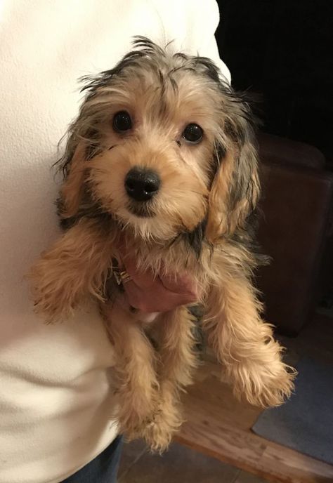 Yorkie Daschund Mix Dogs, Terrier Poodle Mix Dogs, Terrier Poodle Mix, Terrier Poodle, Yorkie Poodle, Adopted Dog, Poodle Mix Dogs, Maltese Poodle, Yorkie Mix