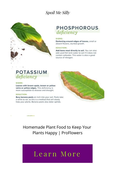 Sometimes plants get hungry after it’s used up all its soils nutrients. Thankfully, you can make homemade plant food to keep your plant happy and healthy! Plant Deficiencies, Homemade Plant Food, Plant Care Houseplant, Plant Nutrients, Plant Problems, Inside Plants, Pothos Plant, Plant Health, House Plant Care