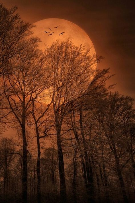 Brown moon Matka Natura, Shoot The Moon, Moon Shadow, Moon Photos, Belle Nature, Image Nature, Moon Pictures, Moon Rise, The Full Moon