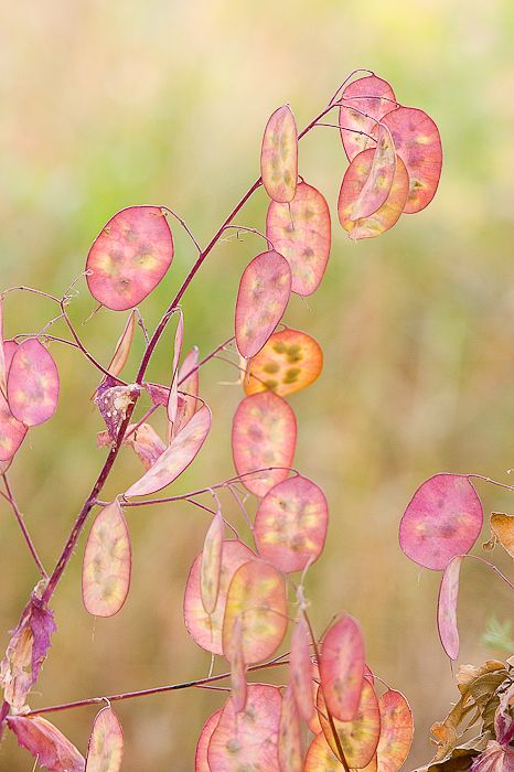 honesty seed pods - Google Search                                                                                                                                                                                 More Seed Heads, Violet Flower, Seed Pods, Pink And Yellow, Ranunculus, Planting Seeds, Dream Garden, Cottage Garden, Garden Inspiration