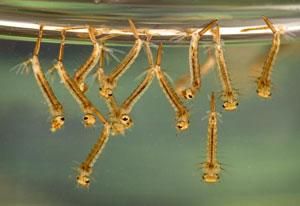 The QI Elves on Twitter: Mosquito larvae breathe through butt snorkels (Photo by the EPA.) Mosquito Life Cycle, Mosquito Dunks, Mosquito Larvae, Caddis Flies, Zika Virus, Mosquito Control, Mosquito Repelling Plants, Natural Swimming Pools, Old Tires