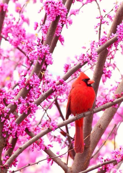 Cardinal bird sitting in a cherry blossom tree Cardinals Birds, Red Cardinals, Redbud Tree, Northern Cardinal, Inspiring Photos, State Birds, Cardinal Bird, Special Pictures, Cardinal Birds