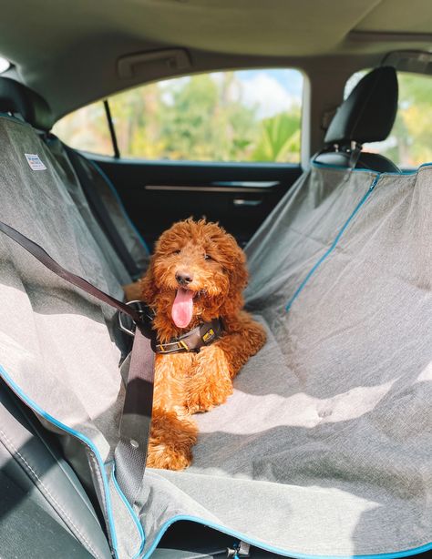 What are your road trip essentials? Heather Hammock ✅ Impact Dog Car Harness ✅ Really cute pup ✅ ...yep, we're set. 💯 Car Hammock, Dog Car Harness, Car Harness, 130 Pounds, Dog Weight, Safety Harness, Trip Essentials, Travel Safety, Dog Safety