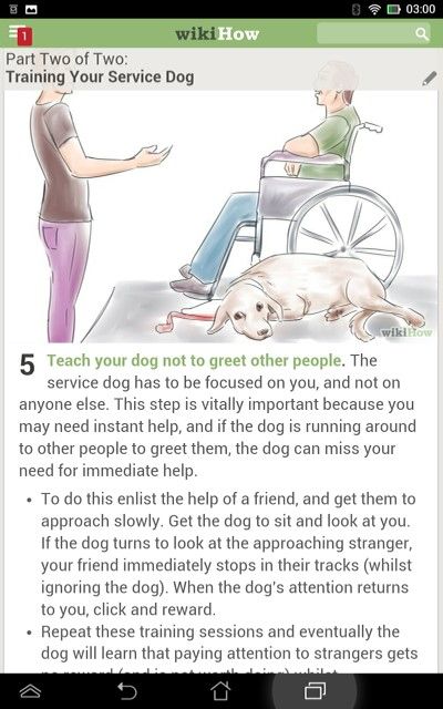 Service Dog Puppy Training, Training A Service Dog, Service Dog Training Commands, Service Dog Essentials, Psychiatric Service Dog Training, Service Dog Training Checklist, Lacrosse Training, Service Dog In Training, Dog Infographic