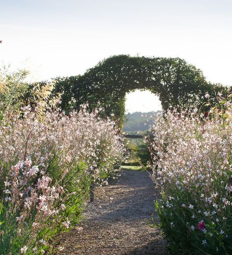 Gaura - also know as wandflower and whirling butterflies - plant in ground or pot. Flowers for 6 months! Gaura Plant, Whirling Butterflies, Formal Garden Design, Prairie Planting, Sarah Raven, Hillside Garden, Formal Garden, Garden Shrubs, Formal Gardens