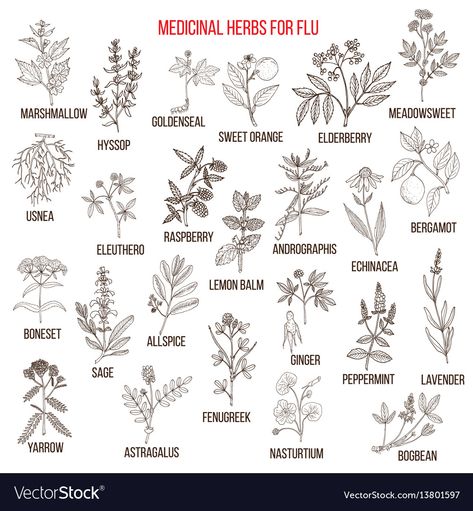 Herbs For Pain Relief, Medicinal Plants And Their Uses, Herb Tattoo, Plants And Their Uses, Grow Herbs Indoors, Herbs And Their Uses, Violet Tattoo, Herbal Shop, Plant Sketches