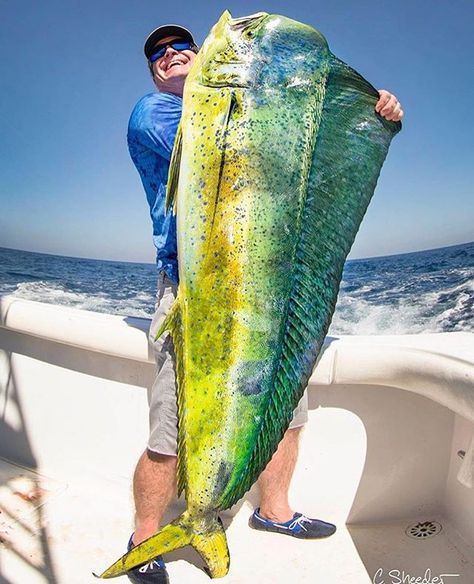 Dorado on the menu at @casaviejalodge @csheederphotography behind the lens #aftco #guatemala #mahimahi #sanddollarlifestyles #sdl2018 #liveoutside #keepitwild #simplyadventure #wildernessculture #lifeofadventure #liveoutdoors #beautifuldestinations #roamtheplanet #discoverearth #wherewillwegonext #makemoments #exploremore #stayandwander #goexplore #destinationearth #familytravel #exploringtheworld #welltravelled #lovelifeoutside #womenforwildlands #staywild #wildkids #love #instagood #cute #phot Dorado Fish, Man Vs Food, Fishing Store, Fishing Pictures, Bowfishing, Kids Fishing, Water Life, Deep Sea Fishing, Catching Fish