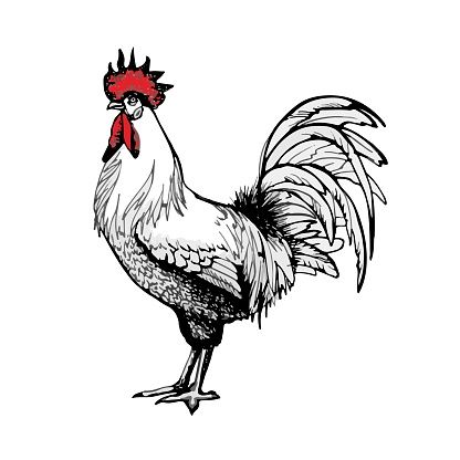 Rooster Cock Chicken - Free image on Pixabay Chicken Silhouette, Free Illustration, Drawing Images, Public Domain Images, Free Illustrations, Free Pictures, Free Image, Animal Drawings, Image Illustration