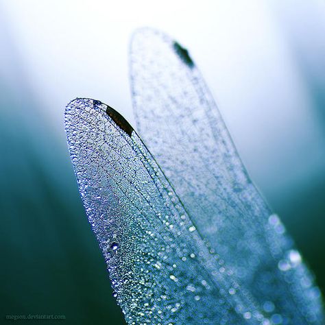 Dew Drop Photography, On The Wings Of Love, Water Fairy, Orihime Inoue, Pixie Hollow, Dragonfly Wings, Fairy Aesthetic, Blue Fairy, Back To Nature