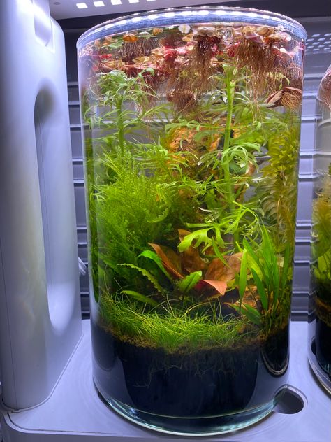 Cylinder Aquarium Ideas, Cylinder Fish Tank, Boxed Water, Snail Tank, Aqua Scaping, Nature Aquarium, Fish Tank Ideas, Box Water, Aquarium Ideas