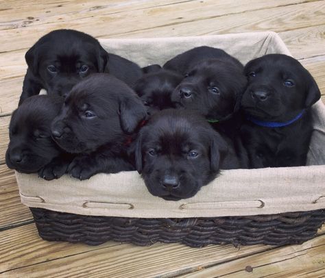 2 week old black lab puppies Black Puppies, Labrador Puppy Training, Labrador Noir, Black Labrador Retriever, Black Lab Puppies, Labrador Retriever Puppies, Lab Puppies, Labrador Puppy, Labrador Retriever Dog