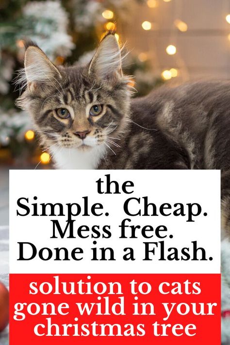 Keep your cats safe this Christmas Holiday with this easy, cheap and mess free idea. This quick solution will show you how to keep cats from destroying your Christmas tree and keep them out. Cat Proof Christmas Tree, Rustic Jewelry Organizer, How To Cat, Crochet Tree, Cat Proofing, Tree Centerpieces, Diy Winter, Easy Candles, Winter Ideas