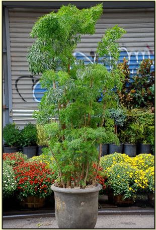 Aralia Ming Indoor Plant from Paradise Plants  We have 2 of these and they are gorgeous Aralia Plant, Beautiful Indoor Plants, Big Indoor Plants, Plant Vessels, Hawaiian Plants, Indoor Tree, Paradise Plant, Diy Flower Pots, Plant Decor Indoor