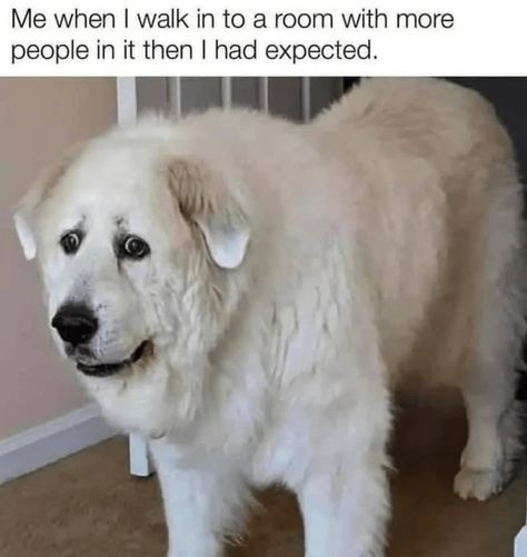 Introvert Funny, Funny Dog Memes, Dark Memes, Top Memes, Christian Memes, Funny Animal Memes, Dog Memes, Animal Memes, Cat Memes