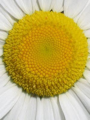 Math Beauty, Fibonacci In Nature, Fibonacci Series, Golden Ratio In Design, Nature Geometry, Fractals In Nature, Shape Photography, Spirals In Nature, Divine Proportion